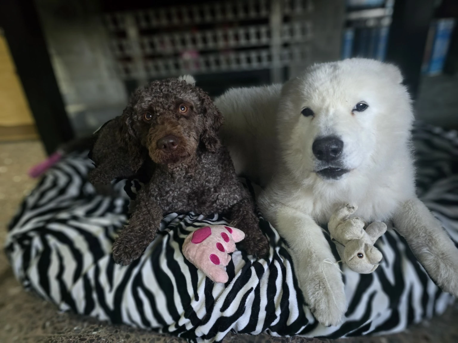 Dos perros comparten una cama con juguetes de peluche.