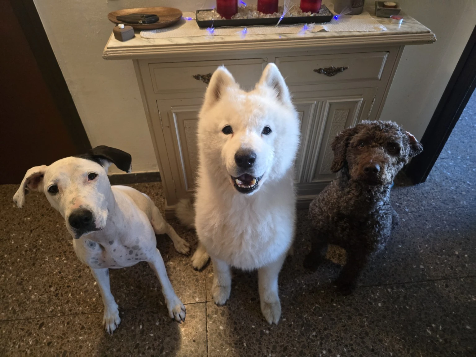 Tres perros juntos en la entrada de una casa.