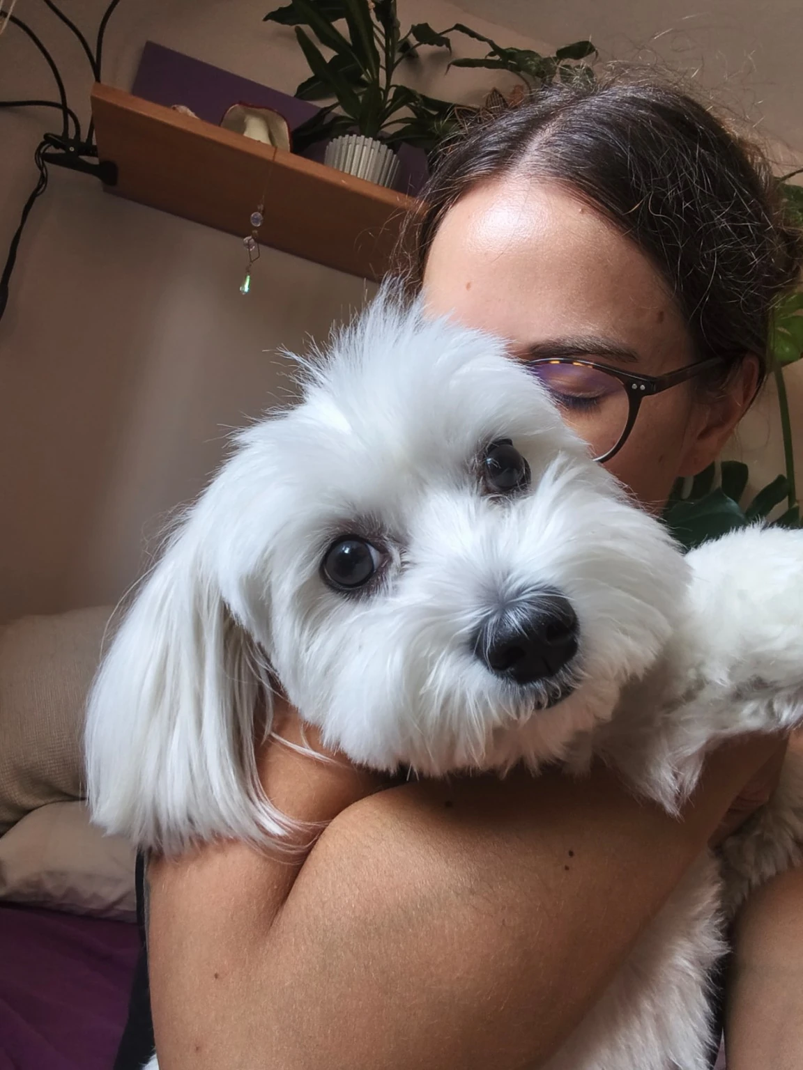 Una persona abraza a un perro pequeño de pelo blanco.