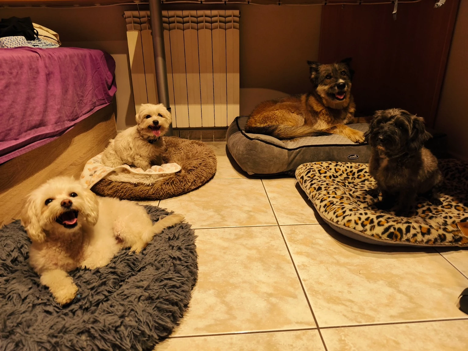 Cuatro perros descansan en camas y cojines en una habitación.