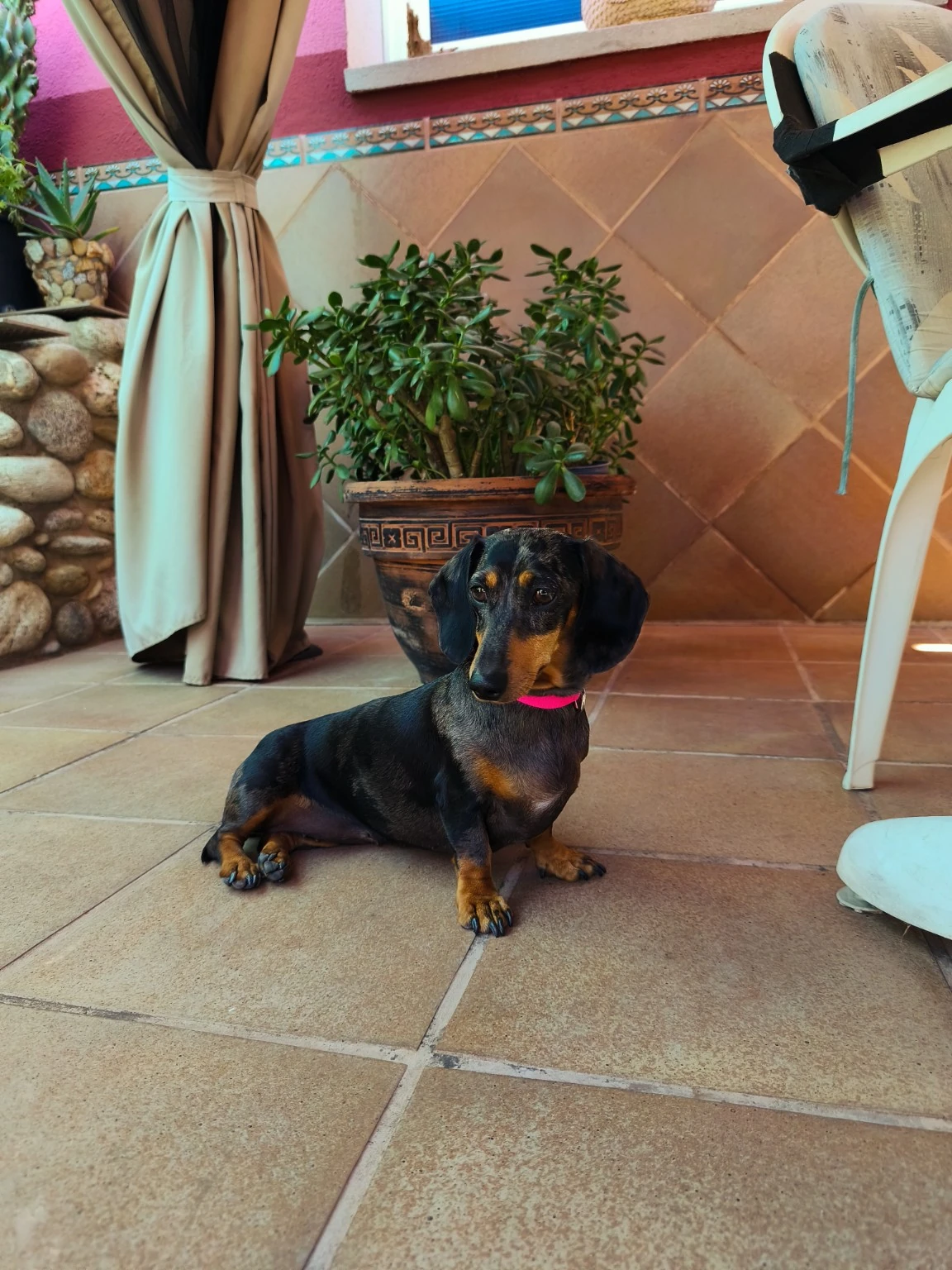 Un perro pequeño de pelo negro y marrón en una terraza.