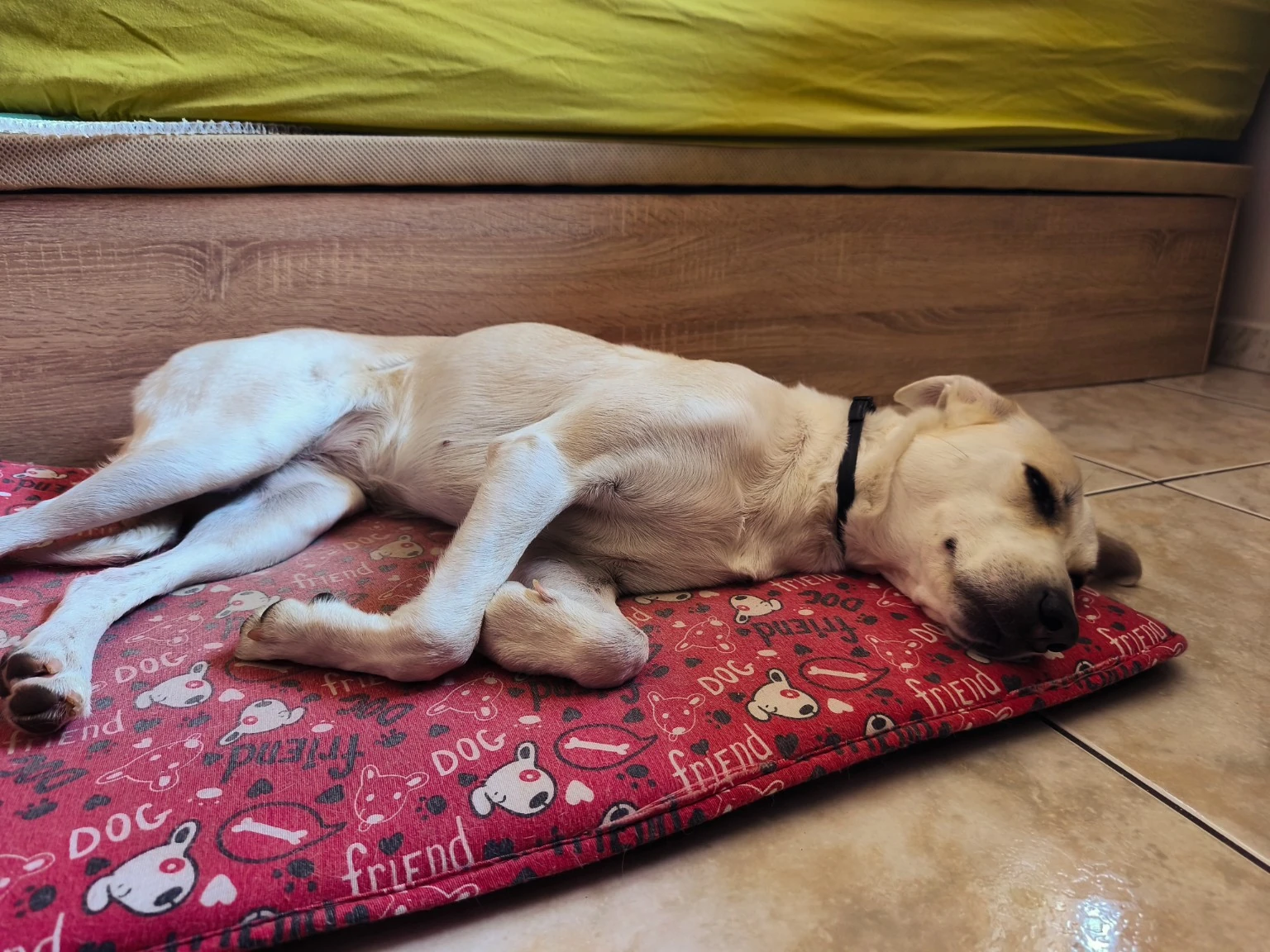 Un perro de pelo claro descansa sobre una colchoneta roja.
