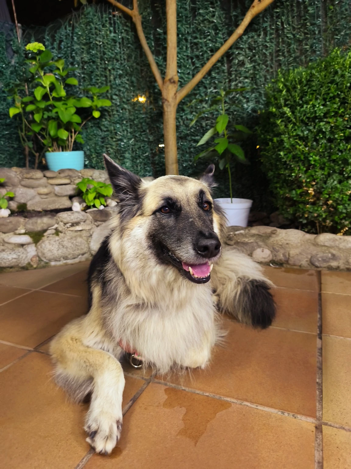 Un perro de pelo largo descansa junto a unas plantas en una terraza.