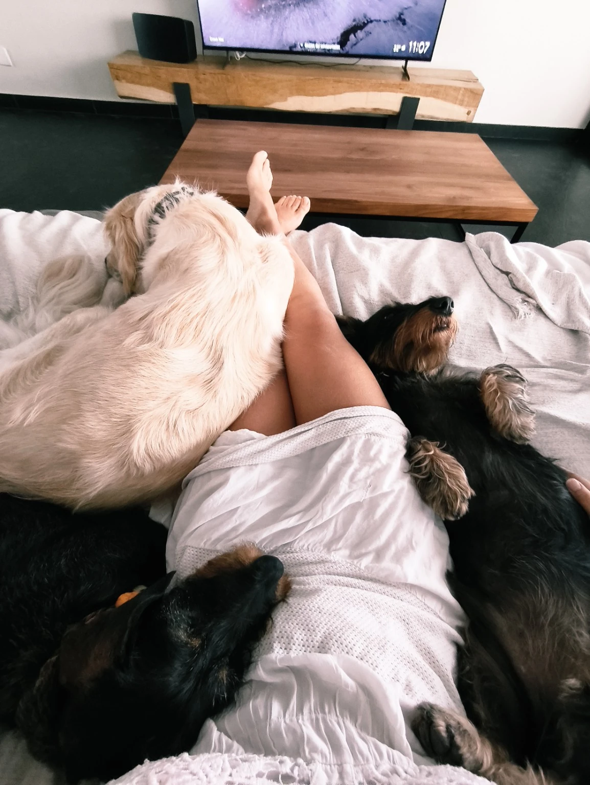 Varios perros descansan junto a una persona en casa.
