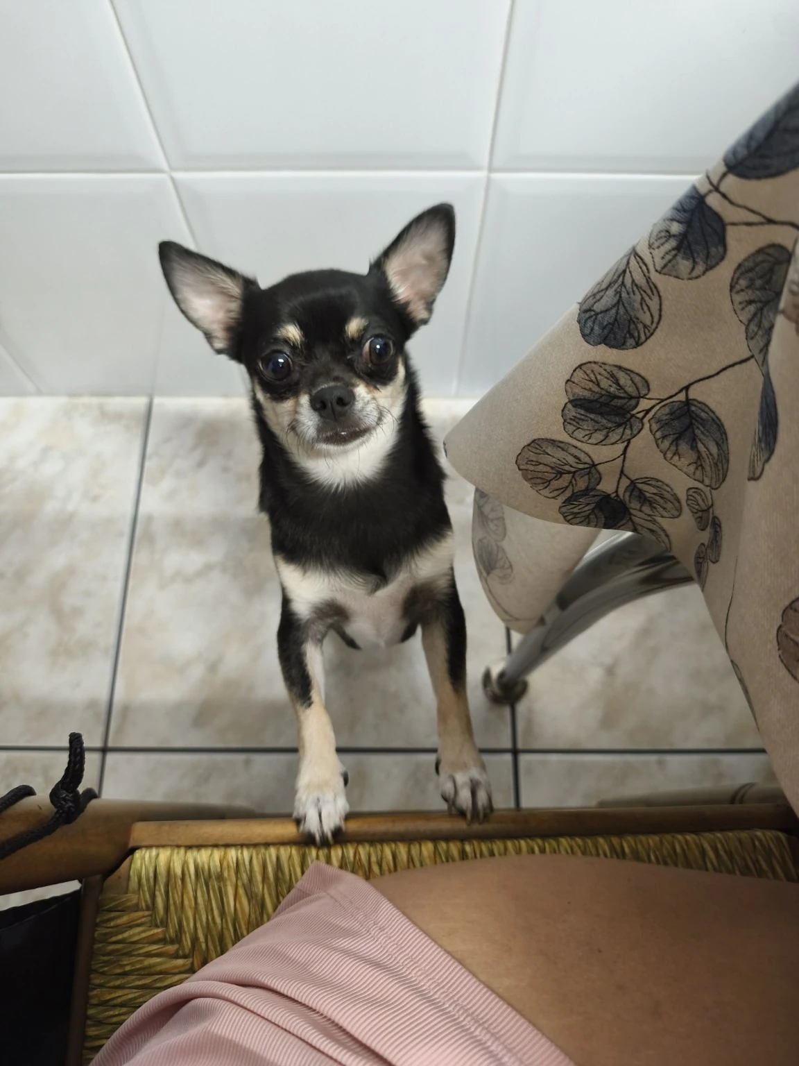 Un perro pequeño negro y blanco en el interior de una casa.
