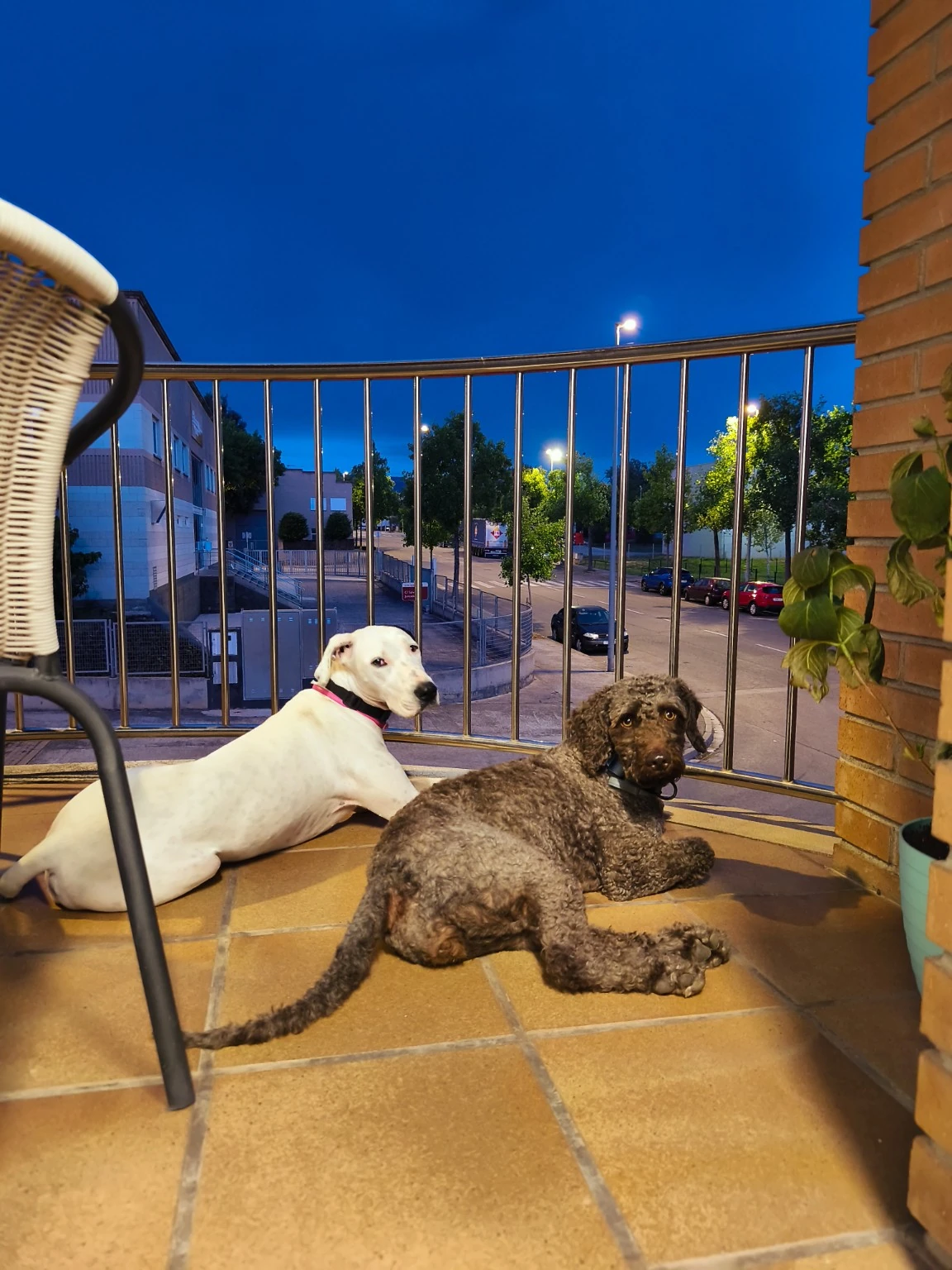 Dos perros descansan en un balcón al anochecer.