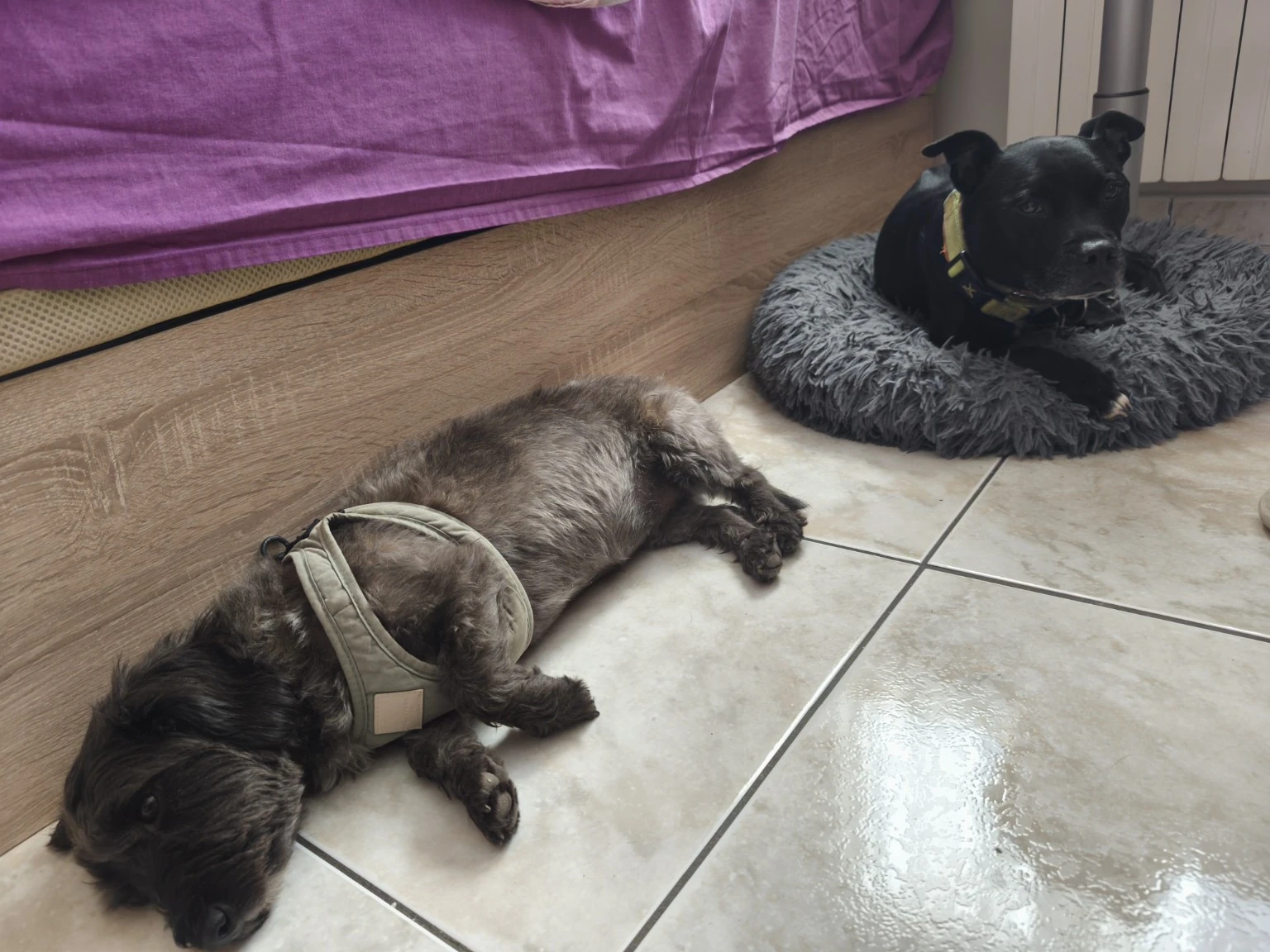Dos perros descansan junto a una cama.