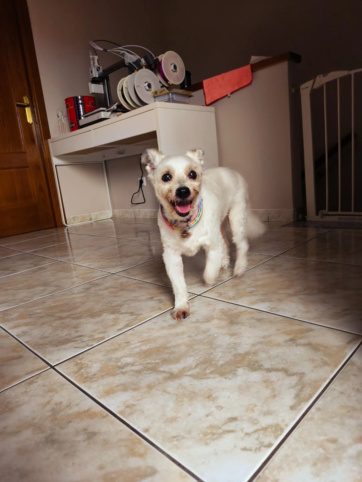 Un perro pequeño blanco dentro de una casa.