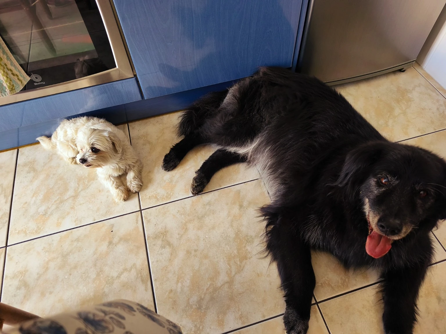 Un perro grande negro y otro pequeño de pelo claro descansan en una cocina.