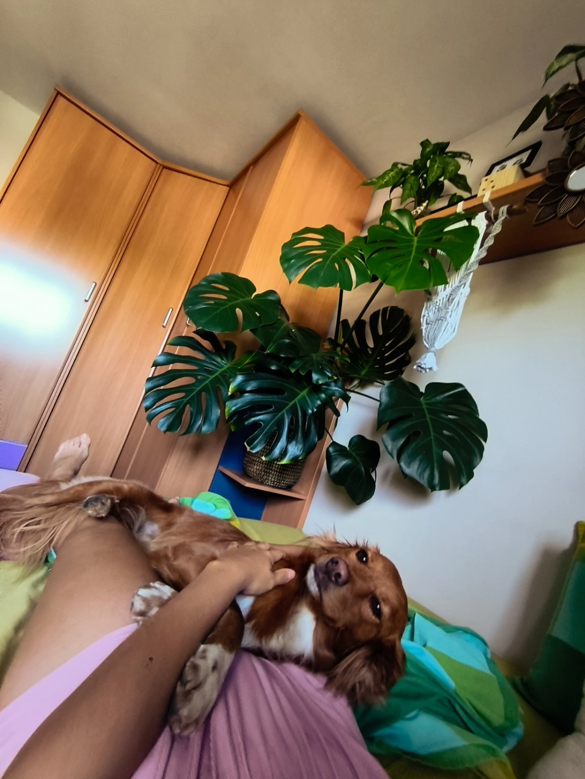 Un perro recibe caricias junto a una persona en casa.