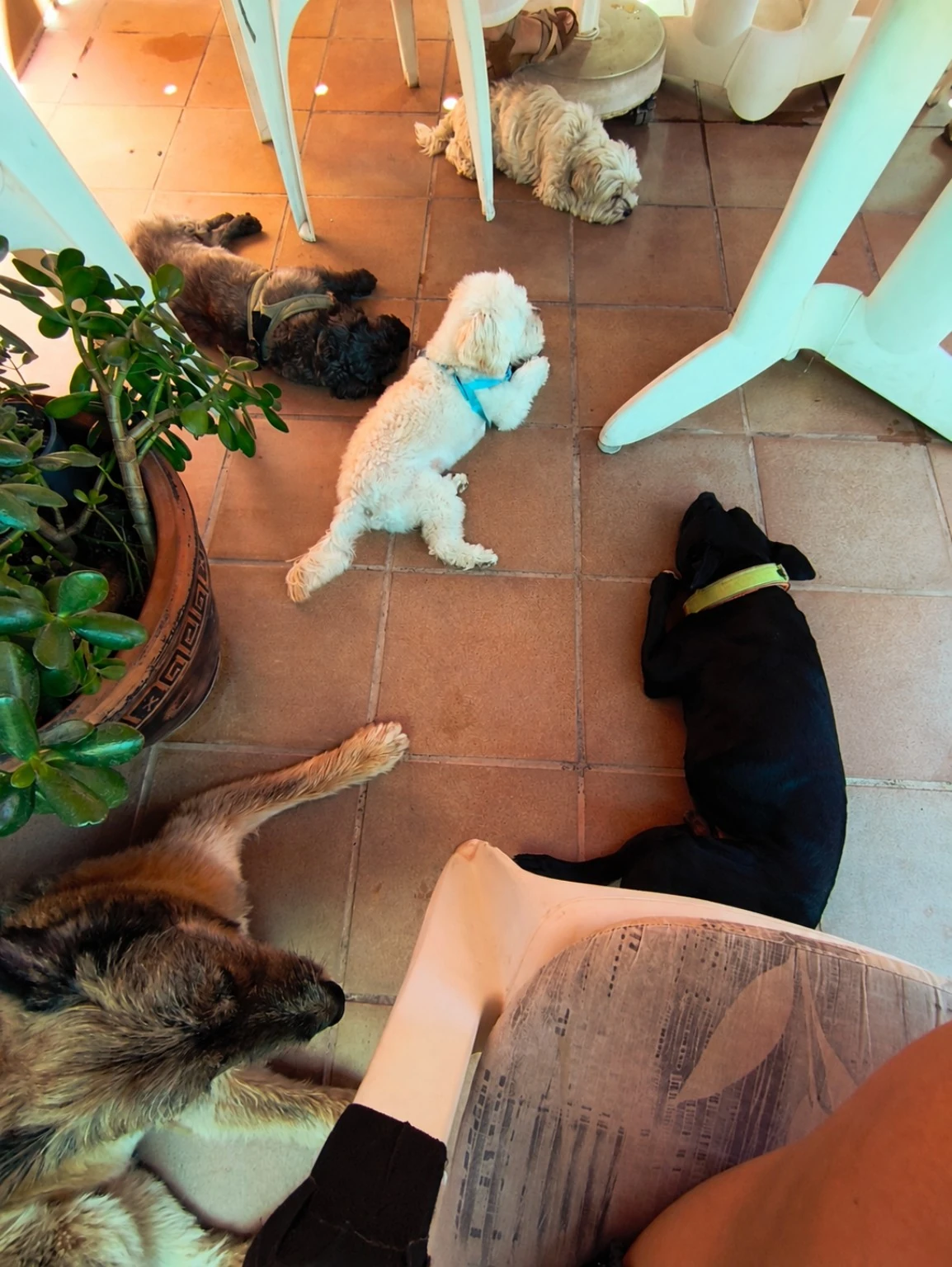 Varios perros descansan juntos en una terraza junto a una persona.