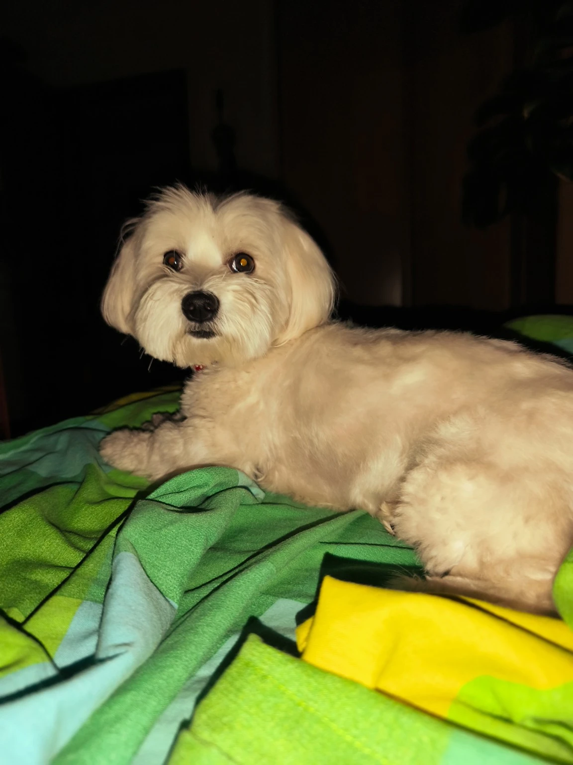 Un perro pequeño de pelo blanco sobre una cama de colores.