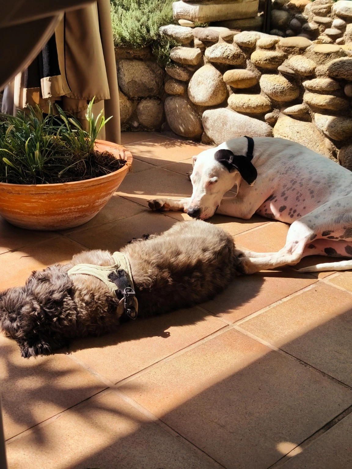 Dos perros descansan al sol en una terraza.