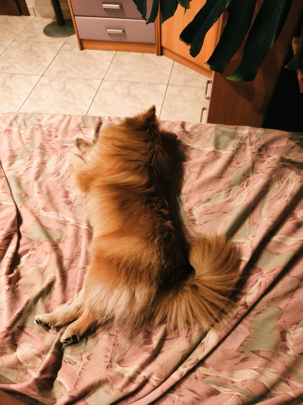 Un perro de pelo rojizo descansa sobre una cama.