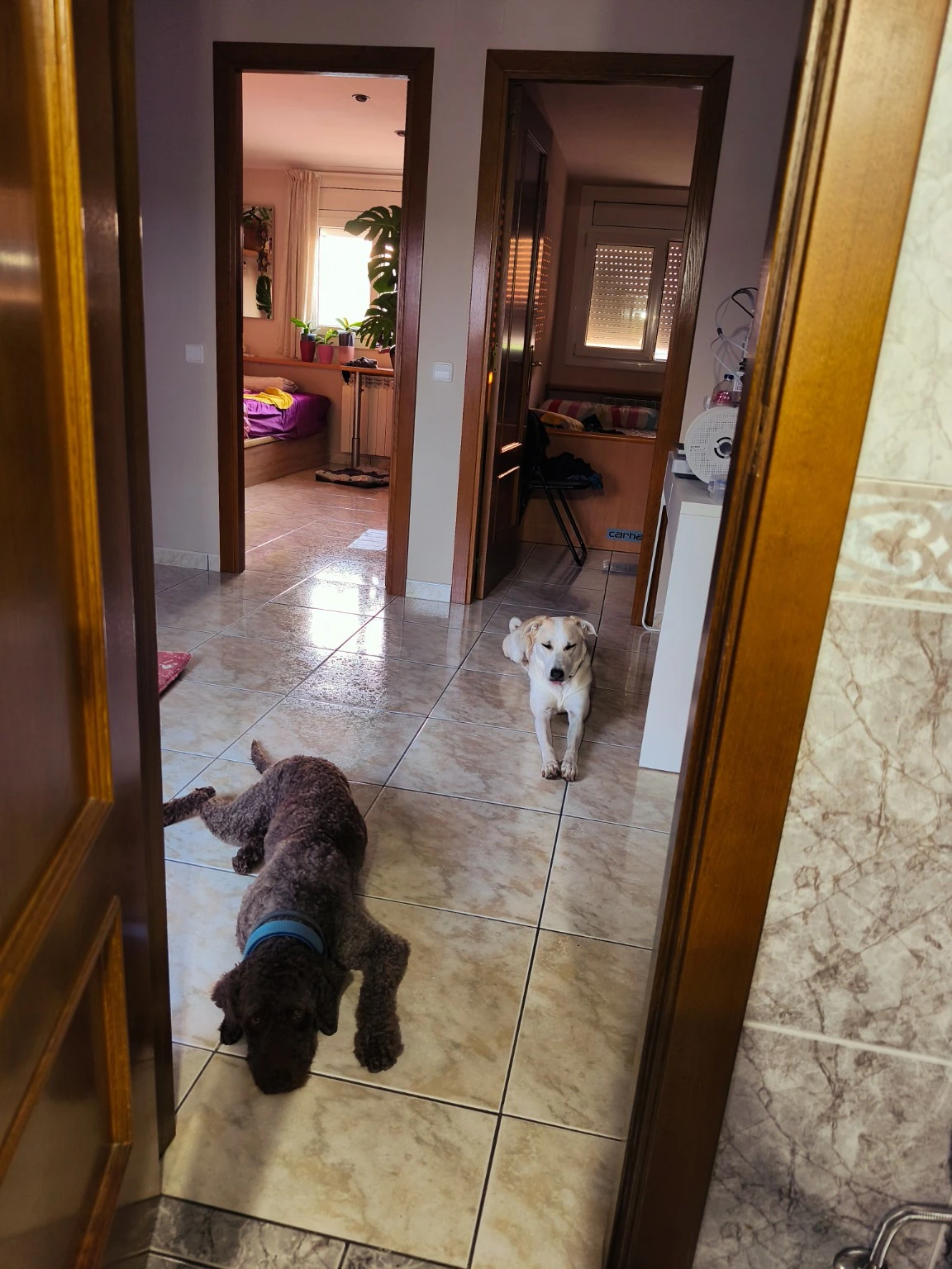 Dos perros en el pasillo de una casa.