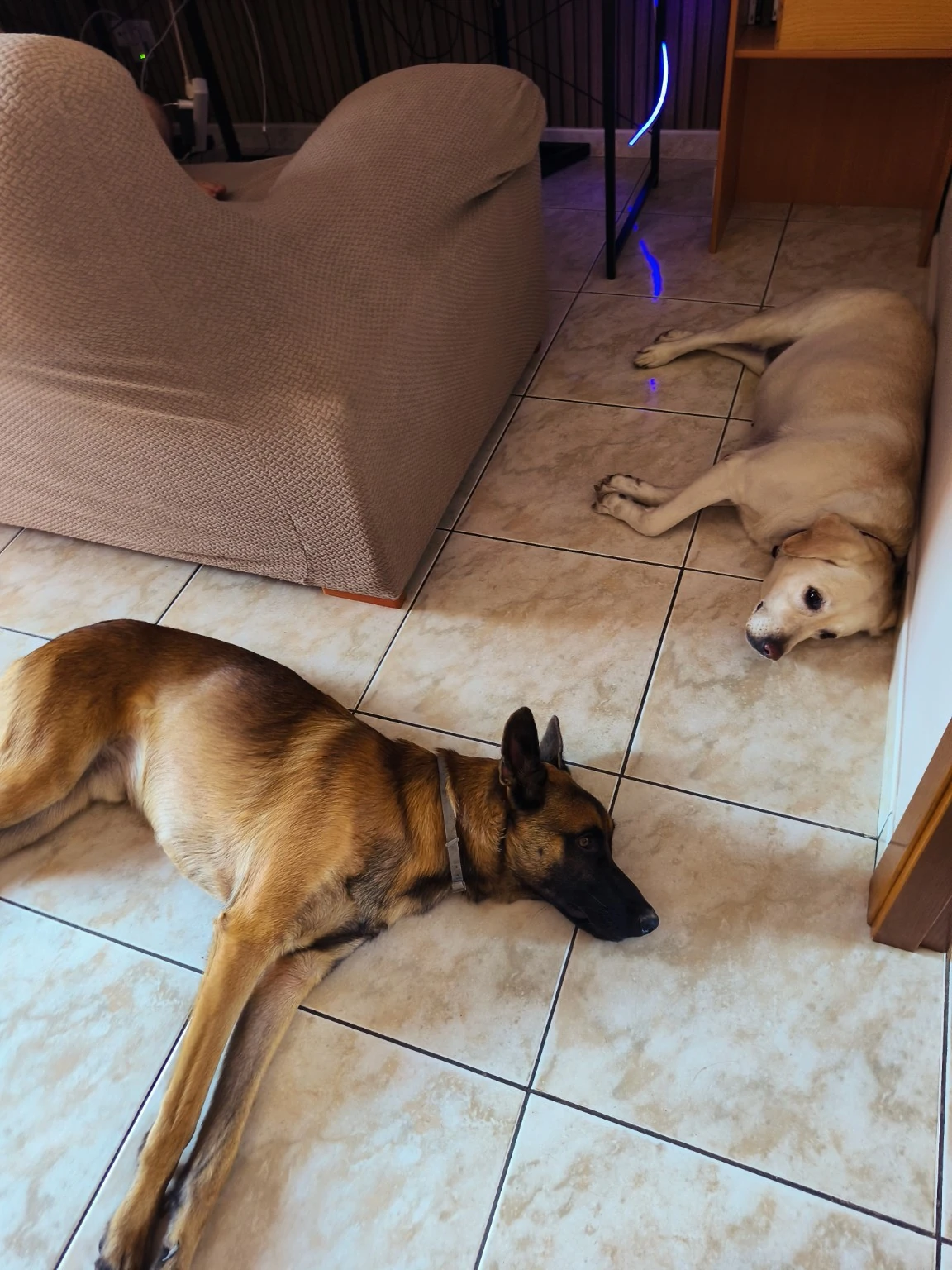 Dos perros descansan en el suelo de una habitación.