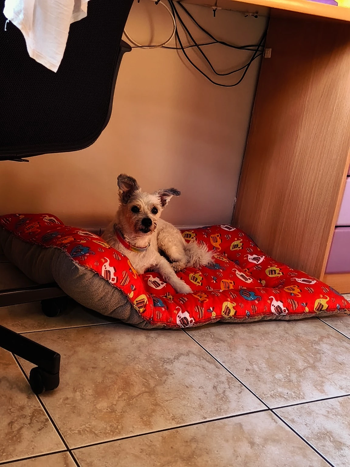 Un perro pequeño descansa en una colchoneta roja bajo un escritorio.