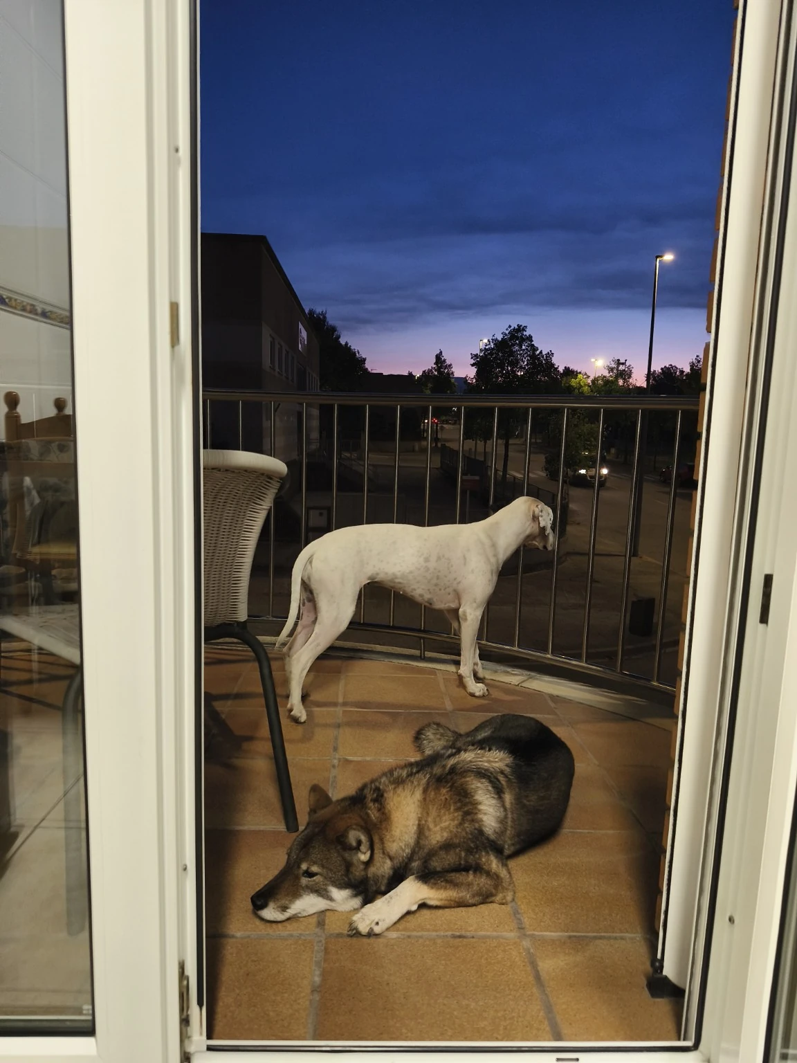 Dos perros junto a la puerta de un balcón al anochecer.