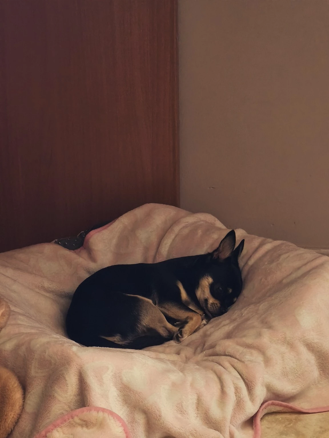 Un perro pequeño duerme acurrucado en una cama acolchada.