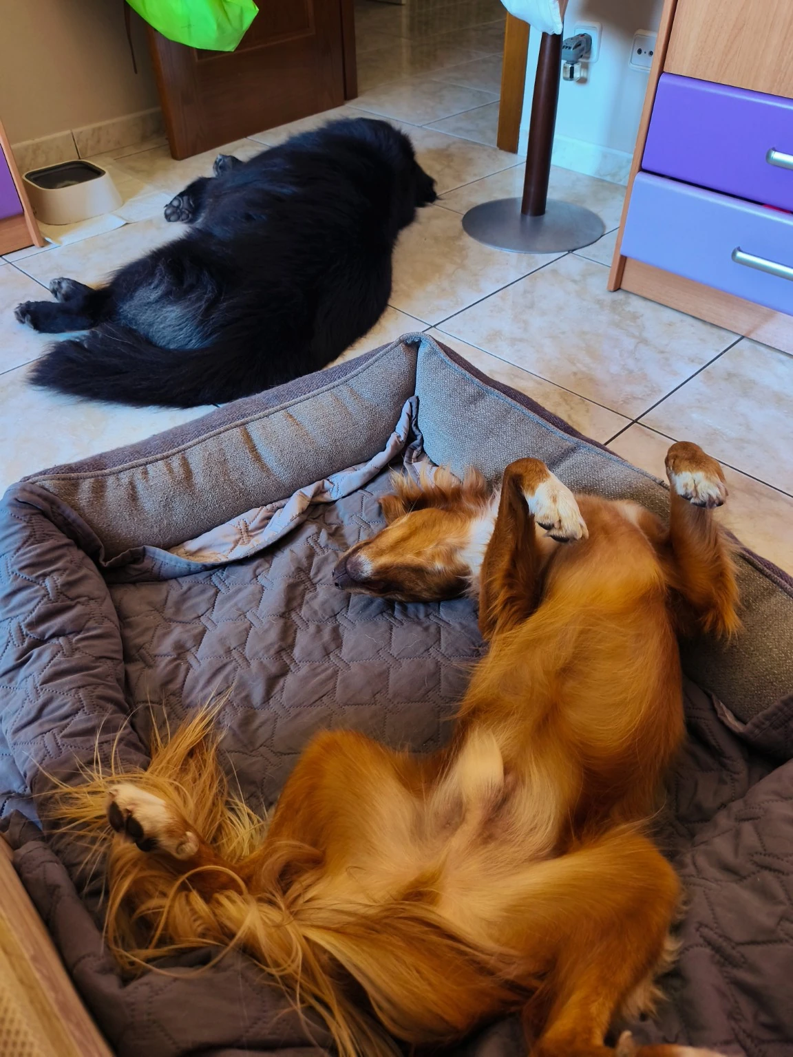 Un perro de pelo rojizo descansa boca arriba en una cama y otro perro negro está tumbado cerca.