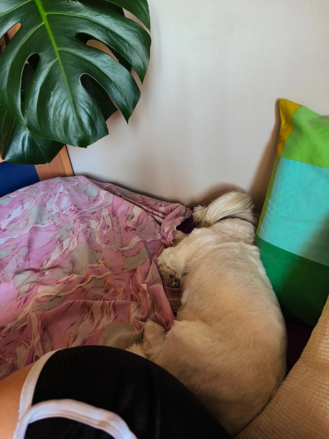 Un perro de pelo claro duerme junto a unos cojines.