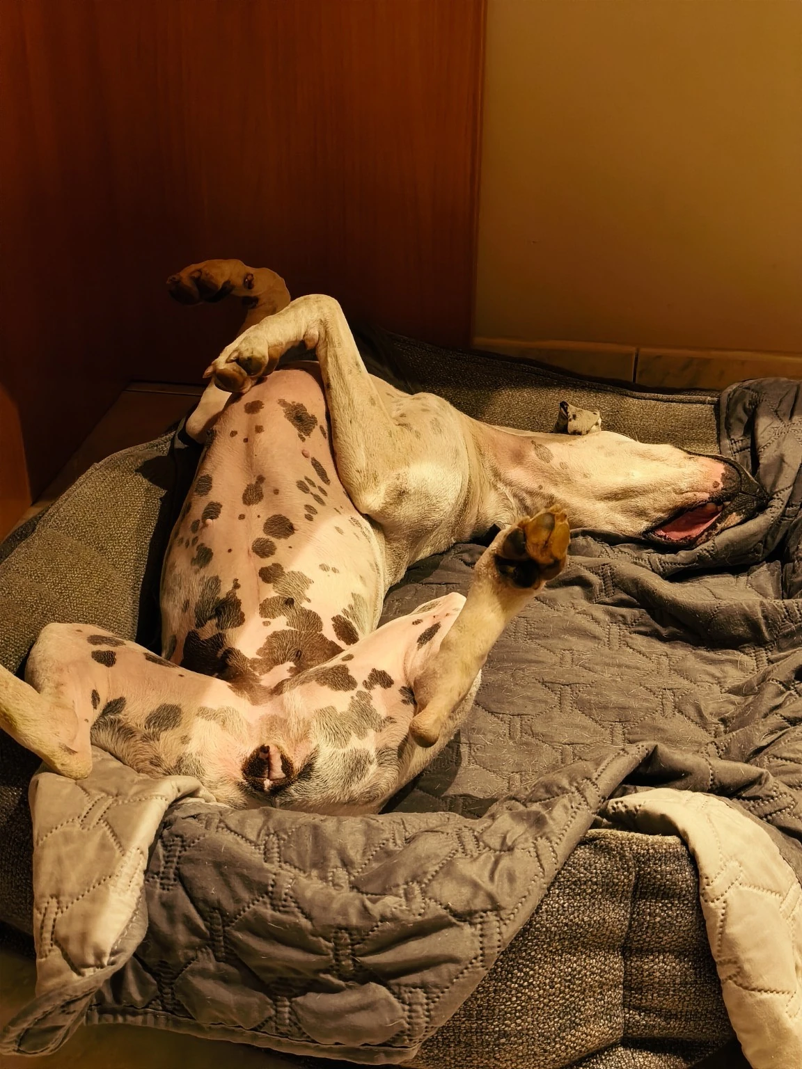 Un perro blanco con manchas duerme boca arriba sobre una manta.