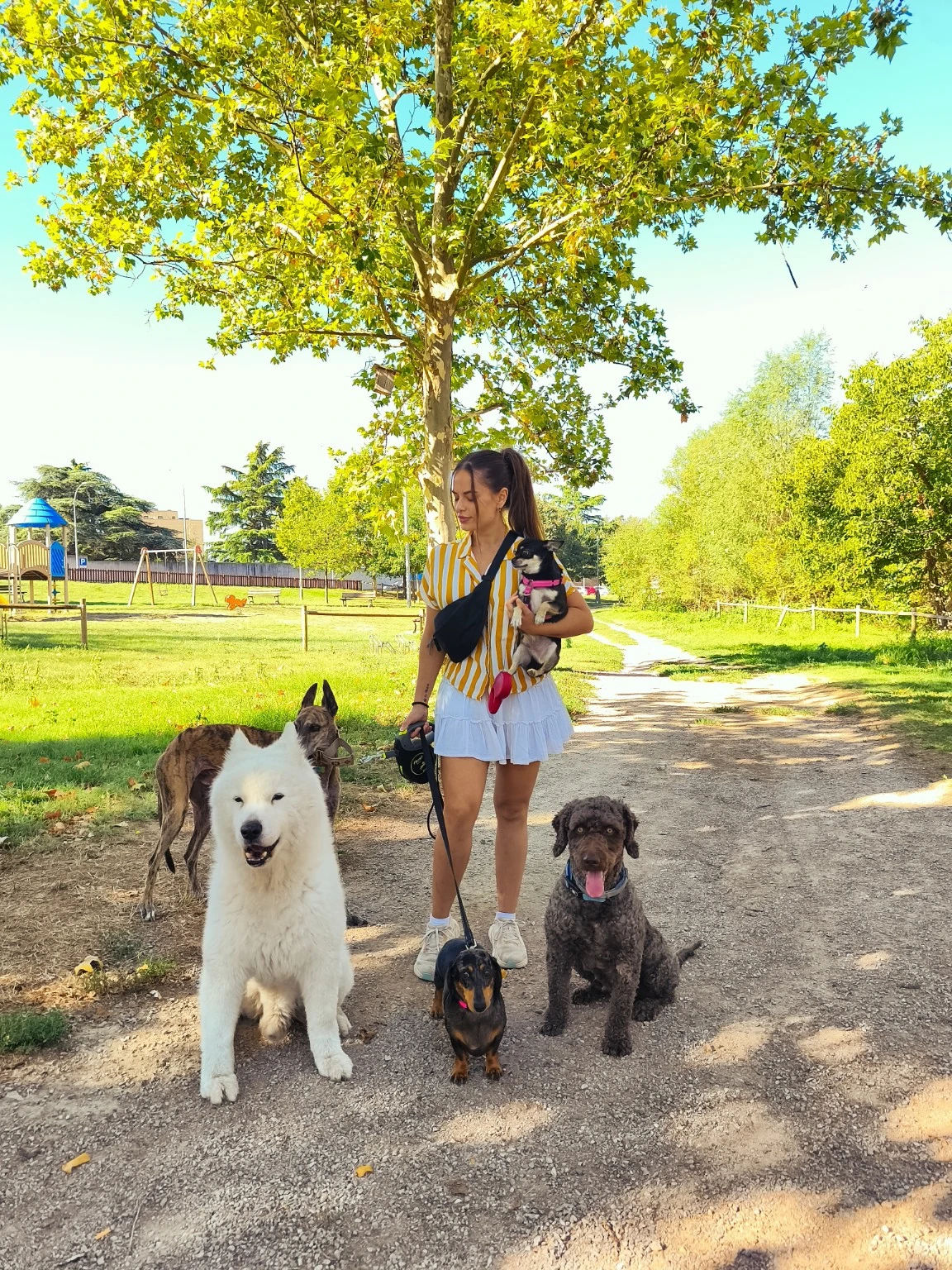 Una persona con varios perros en un parque.
