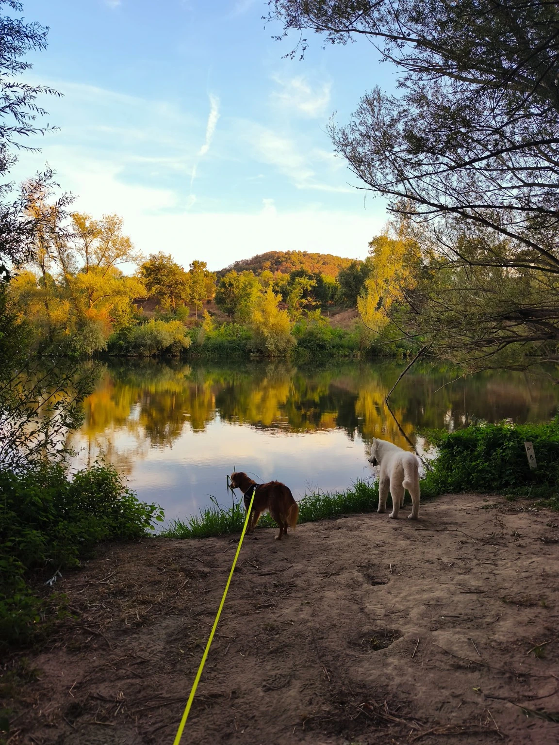Dos perros junto al agua en un entorno arbolado.