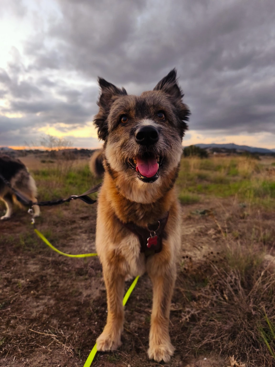Un perro durante una salida al campo bajo un cielo nublado.