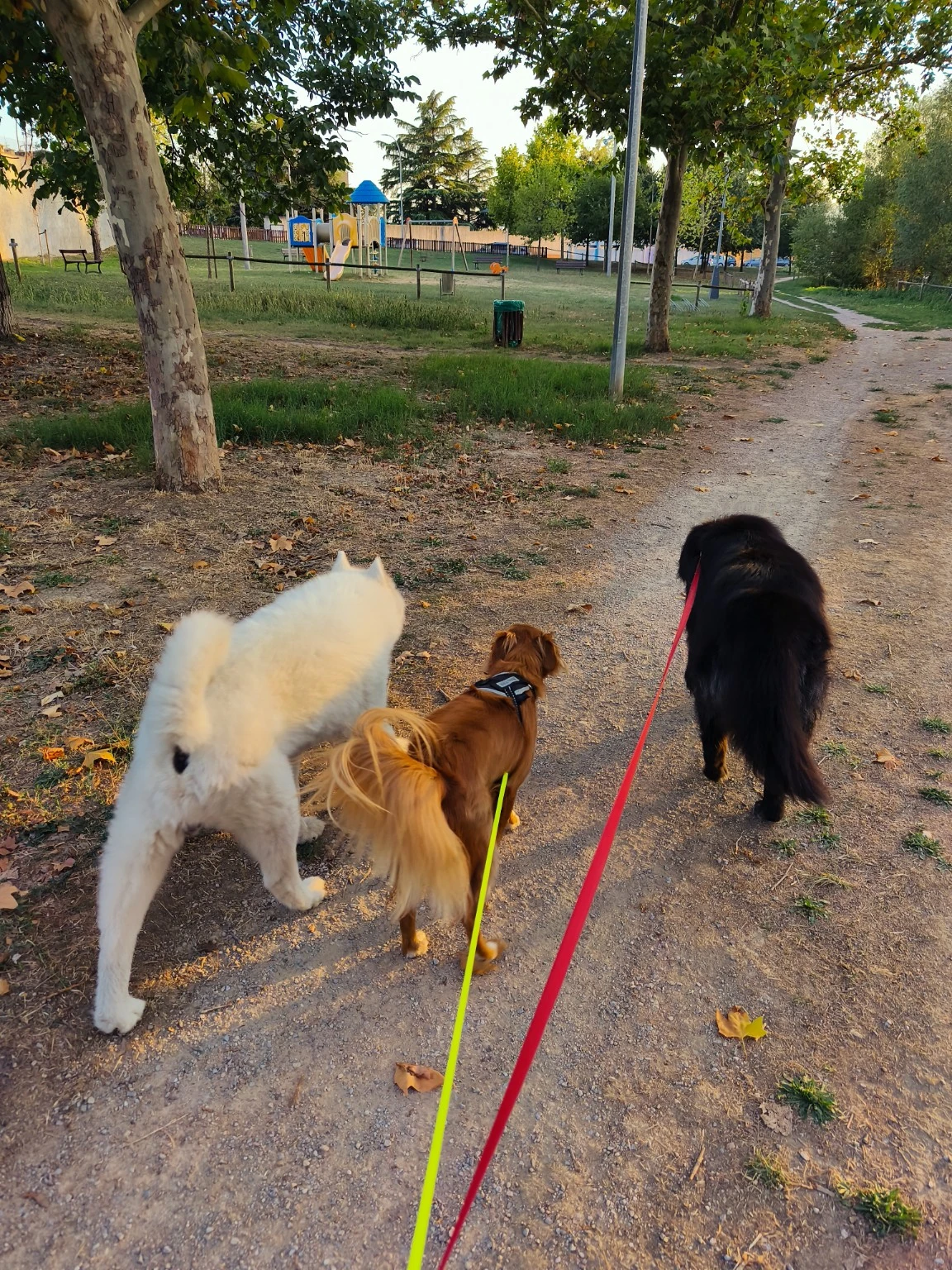Tres perros con correa pasean por un camino arbolado.