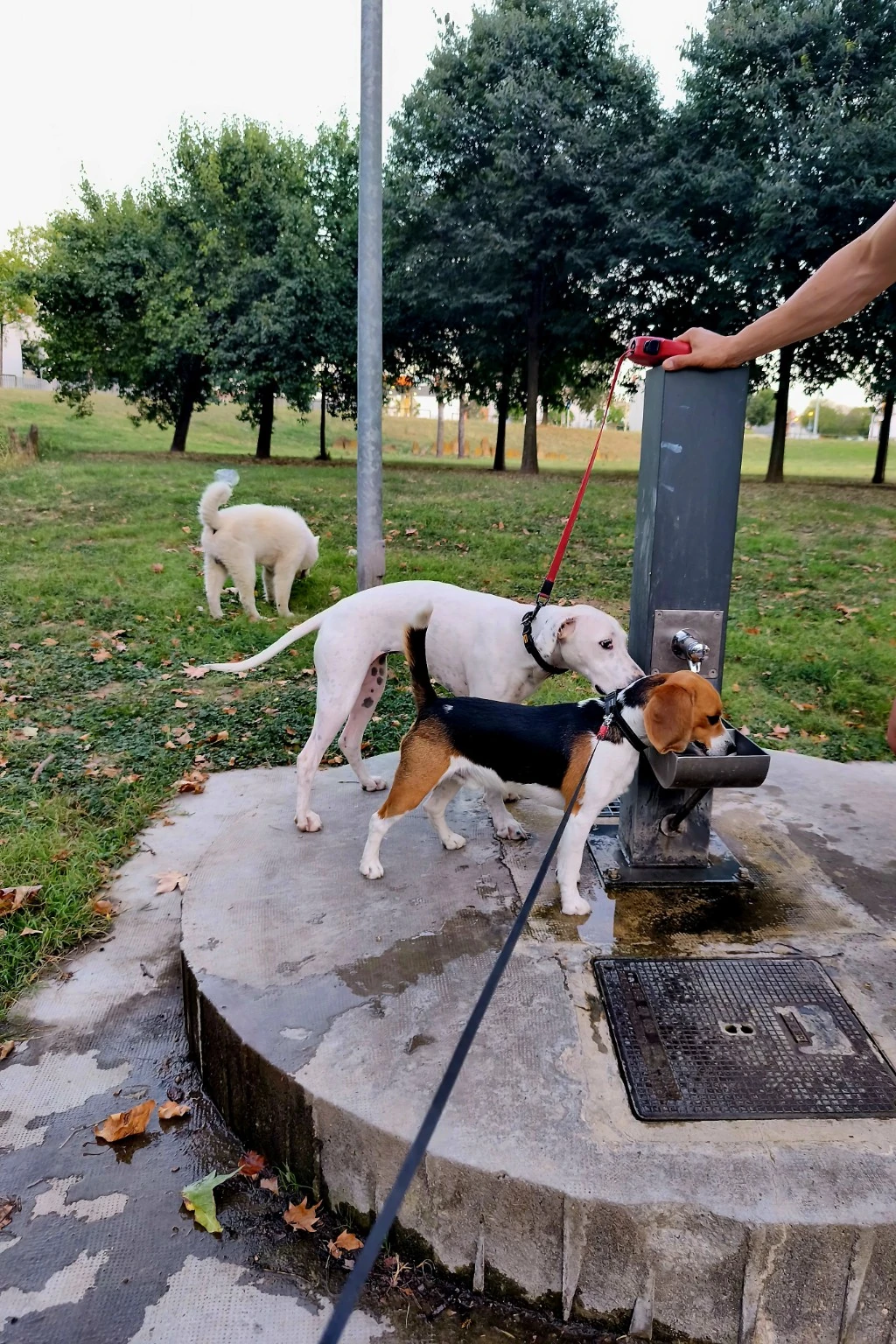 Varios perros junto a una fuente en un parque.