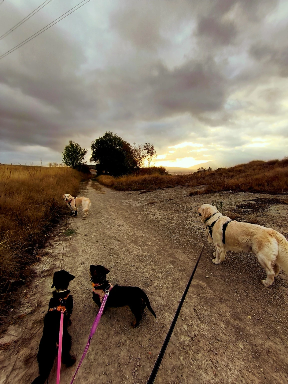 Varios perros con correa recorren un camino al atardecer.