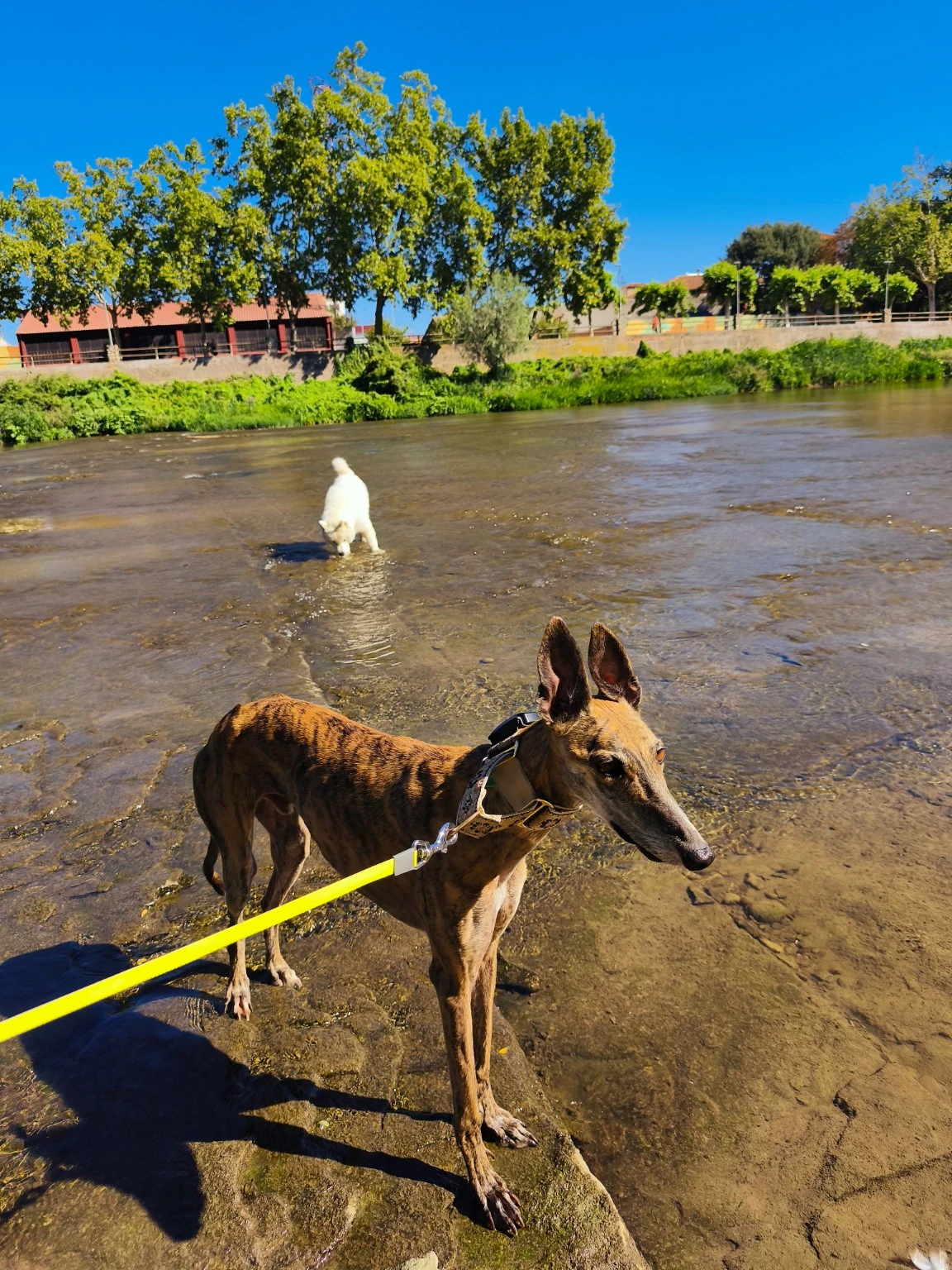Dos perros en el agua durante una salida al aire libre.