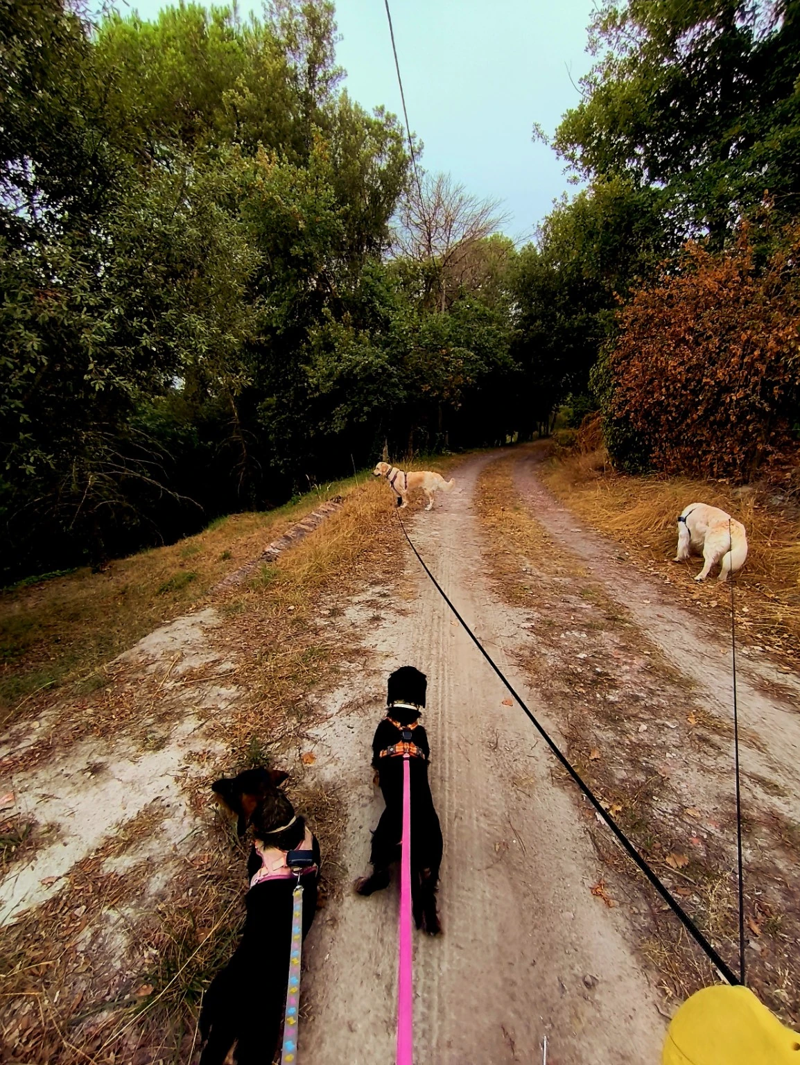 Varios perros con correa en un sendero rodeado de vegetación.