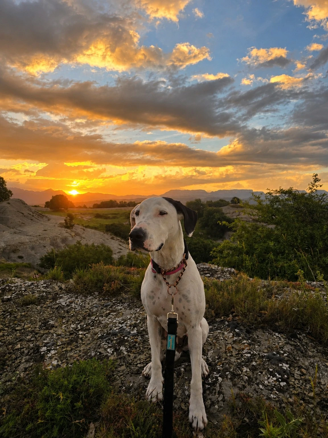 Un perro blanco con manchas negras durante un paseo al atardecer.