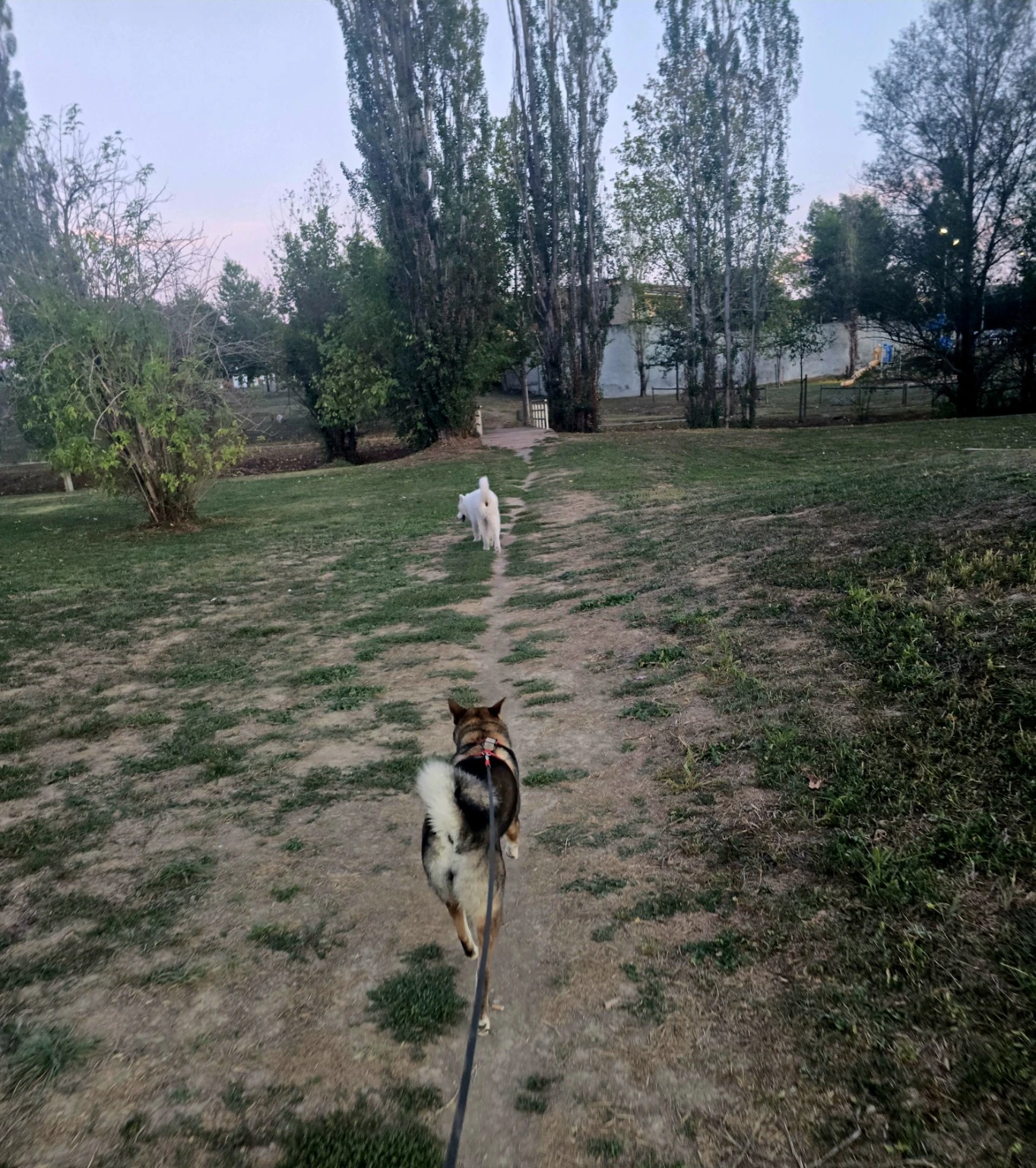 Dos perros recorren un sendero entre árboles en un parque.