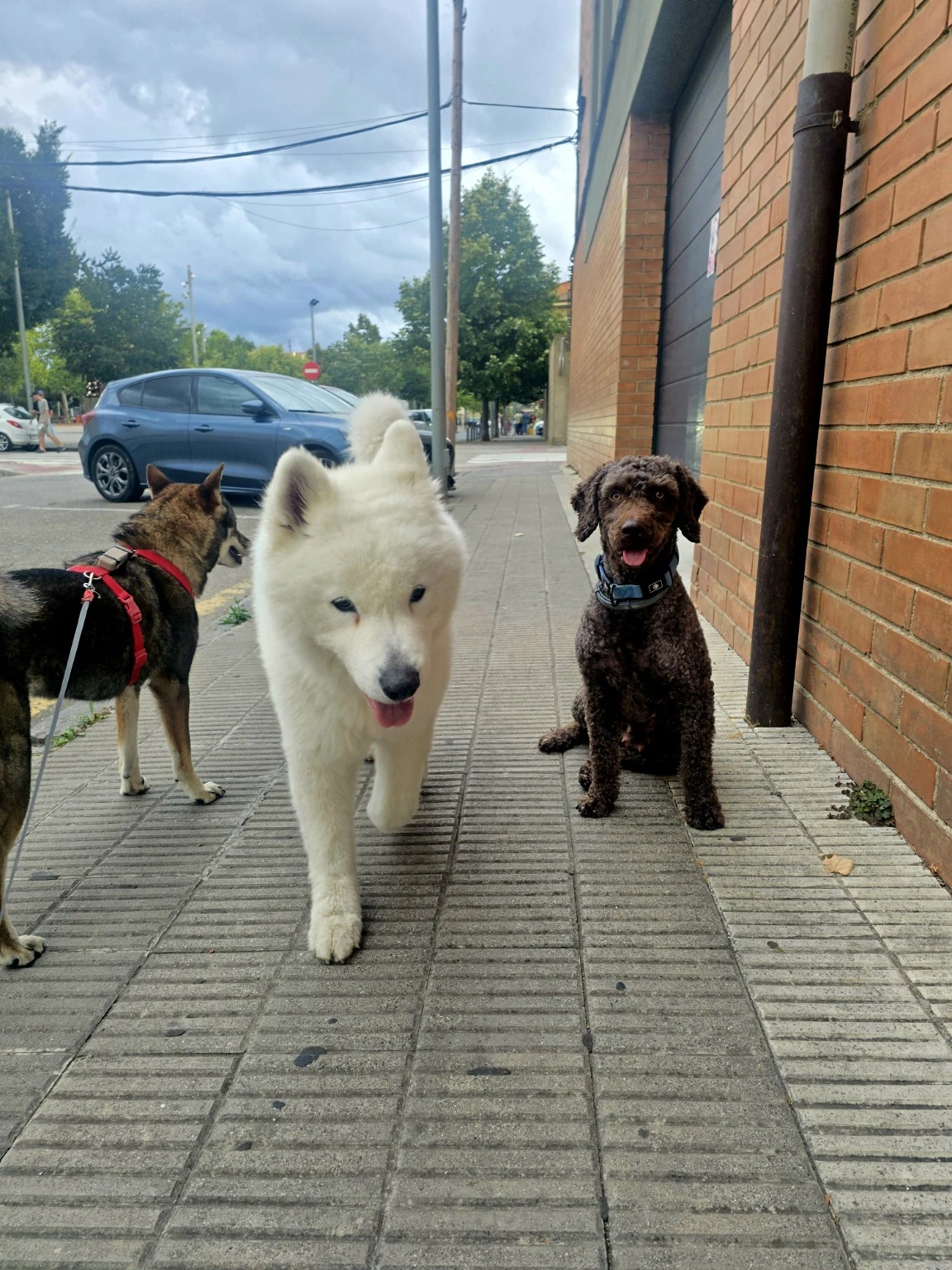 Tres perros en una acera durante un paseo urbano.