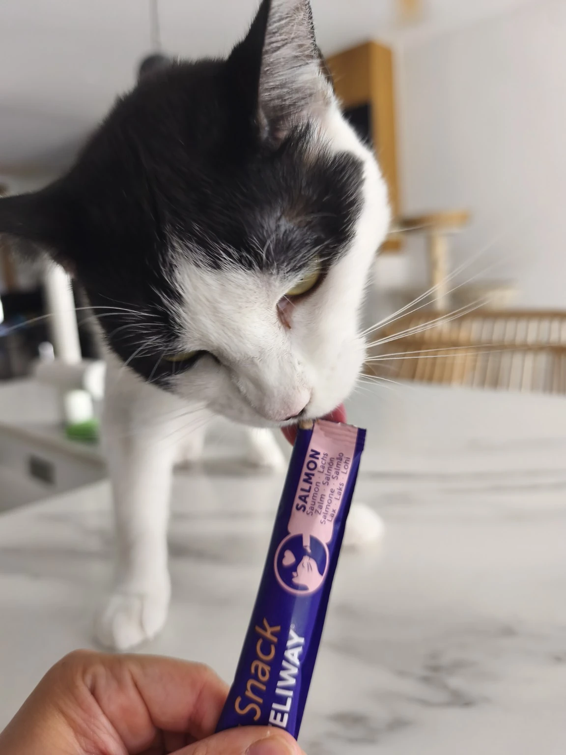 Un gato blanco y negro toma un premio cremoso en casa.