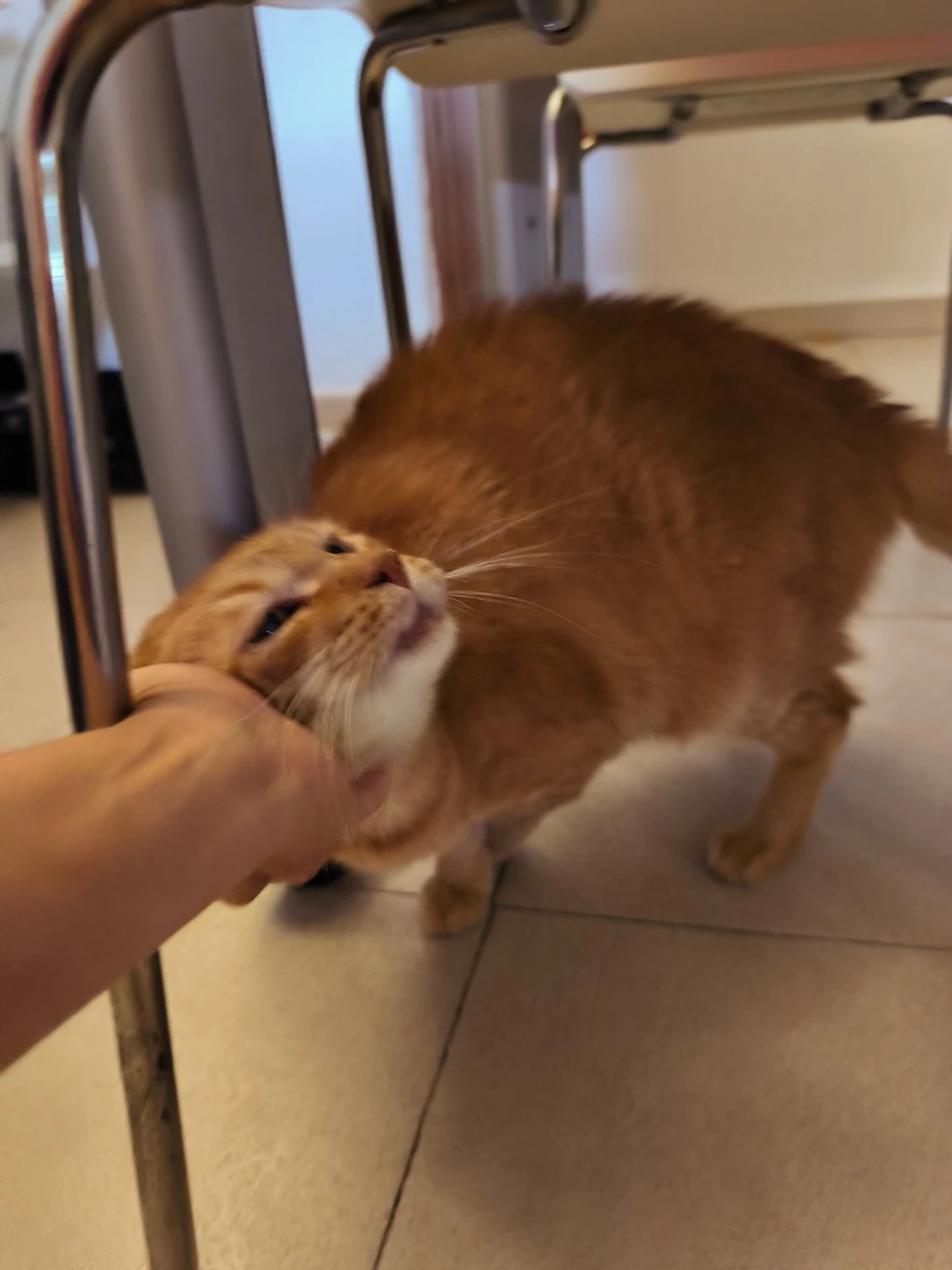 Un gato naranja recibe caricias bajo una mesa.