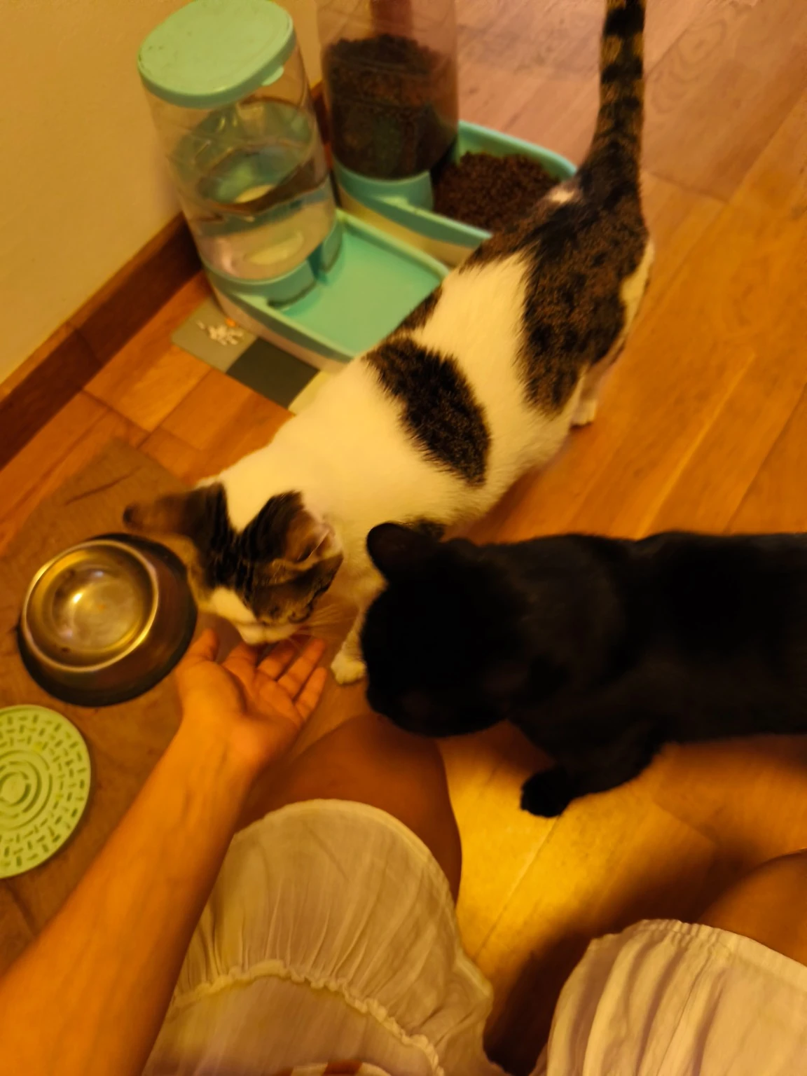 Dos gatos se acercan a una persona junto a sus comederos y bebedero.
