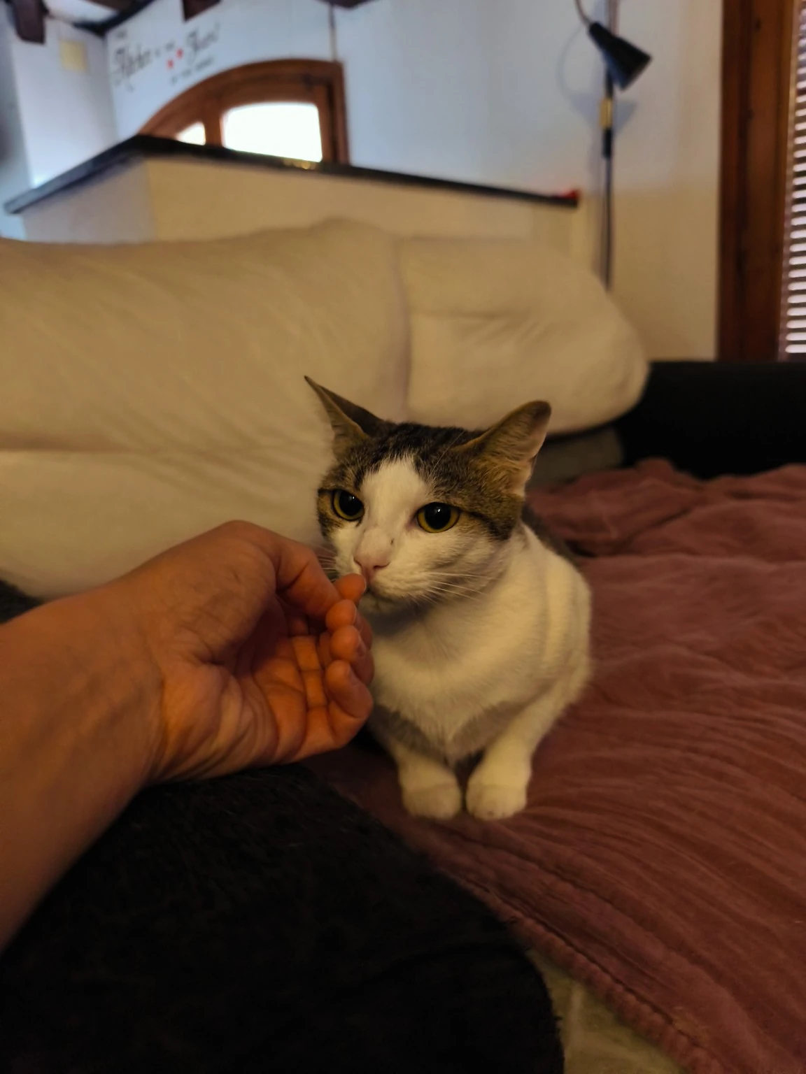 Un gato blanco y atigrado olfatea la mano de una persona en el sofá.